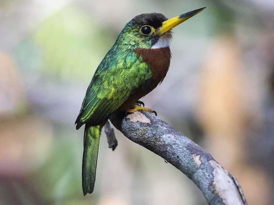 ariramba-de-bico-amarelo