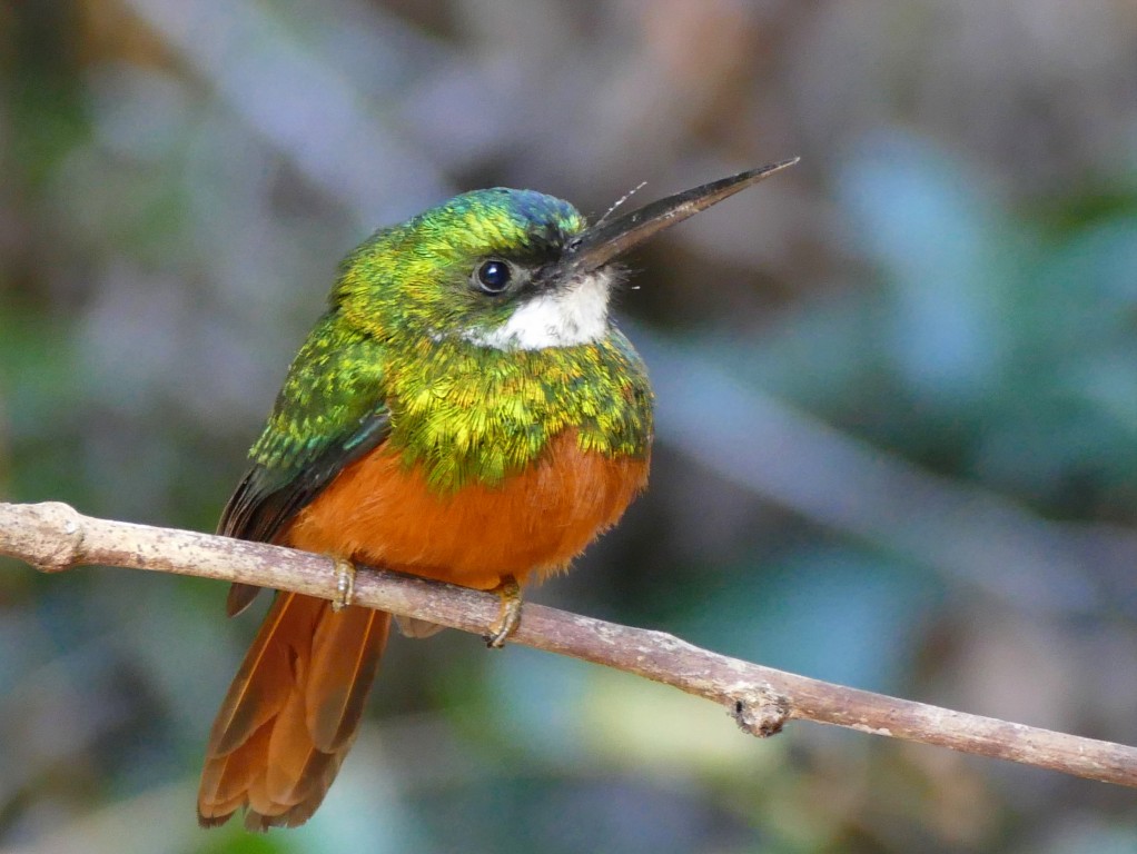 ariramba-de-cauda-ruiva