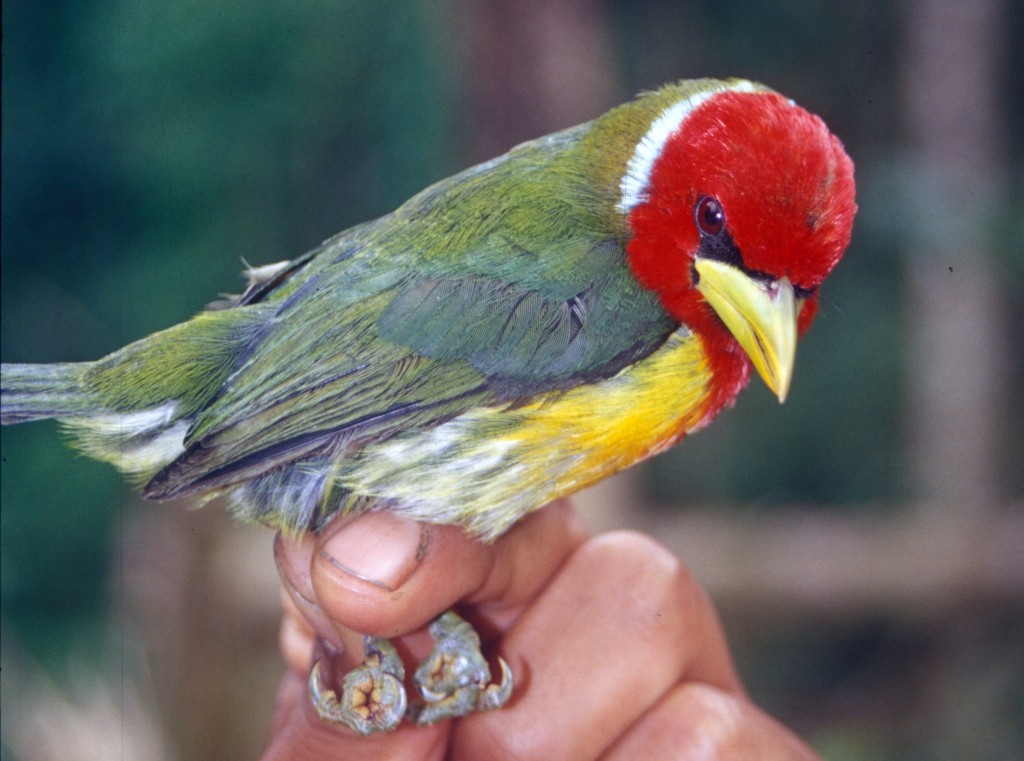 barbet-de-cabeca-vermelha