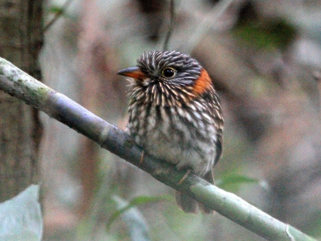 barbudo-de-coleira