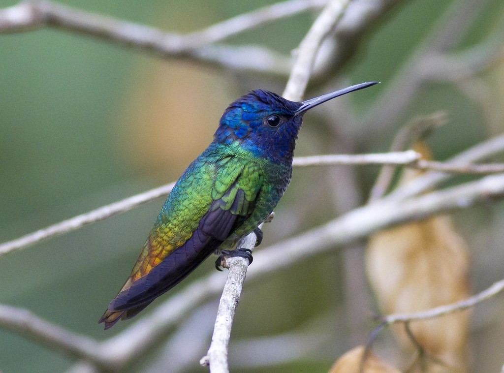 beija-flor-de-cauda-dourada