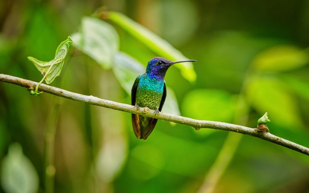 beija-flor-de-cauda-dourada