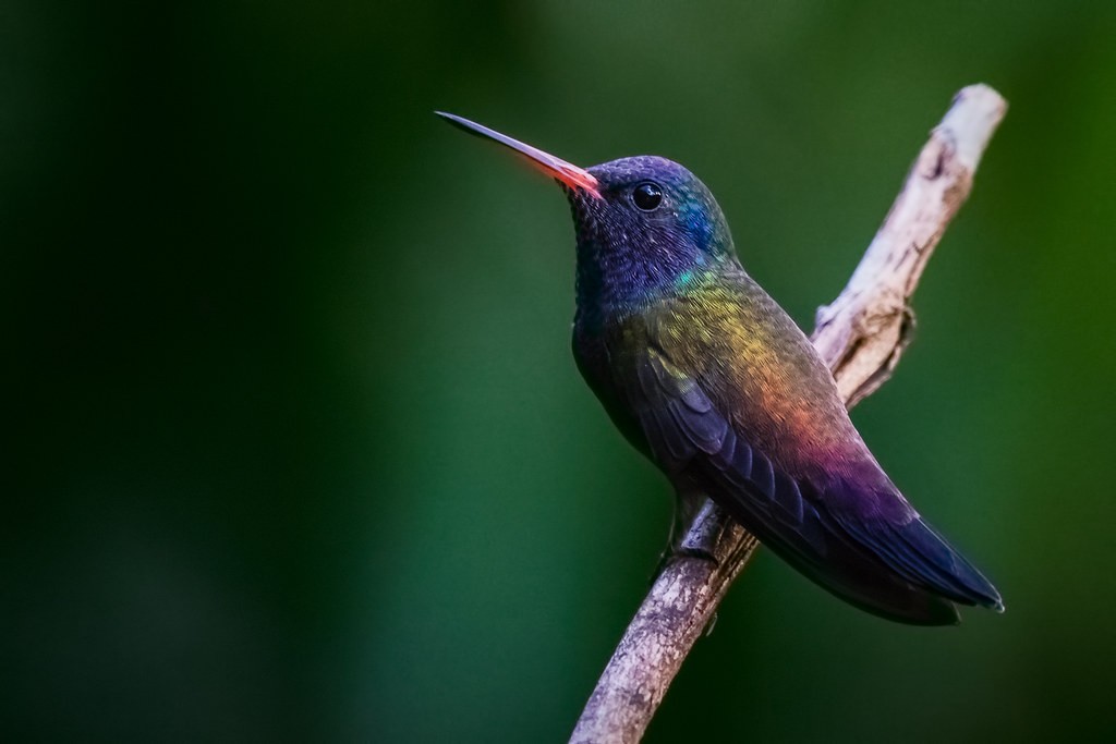 beija-flor-roxo