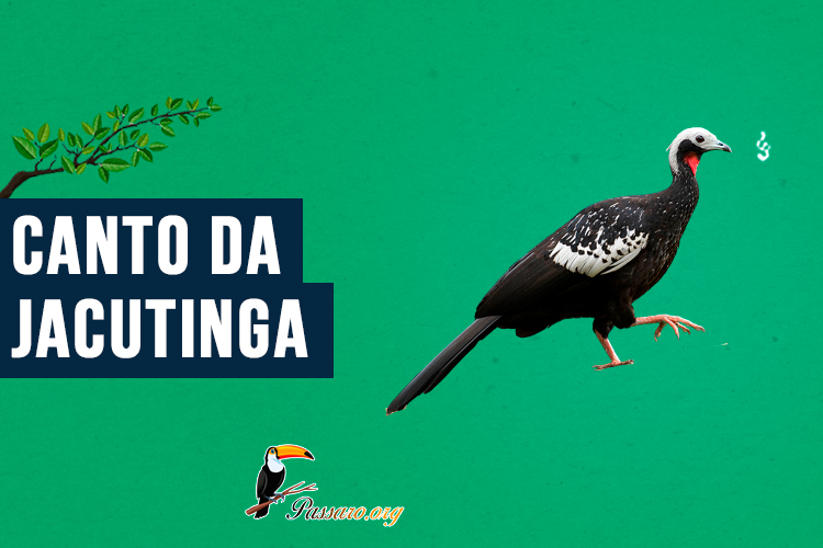 canto da Jacutinga