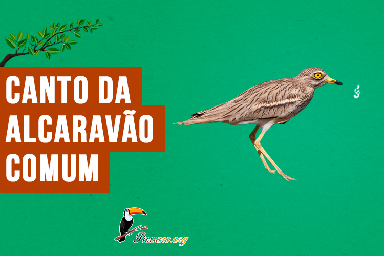 canto da alcaravao-comum