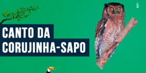 canto da corujinha-sapo