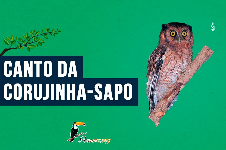 canto da corujinha-sapo