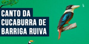 canto da cucaburra de barriga ruiva