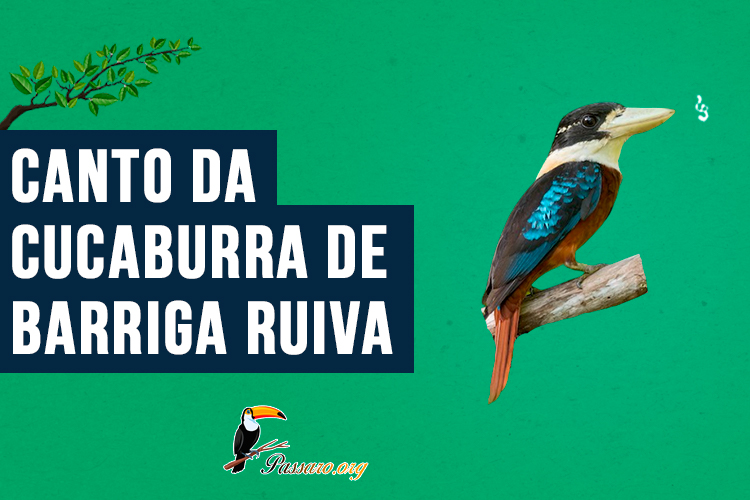 canto da cucaburra de barriga ruiva