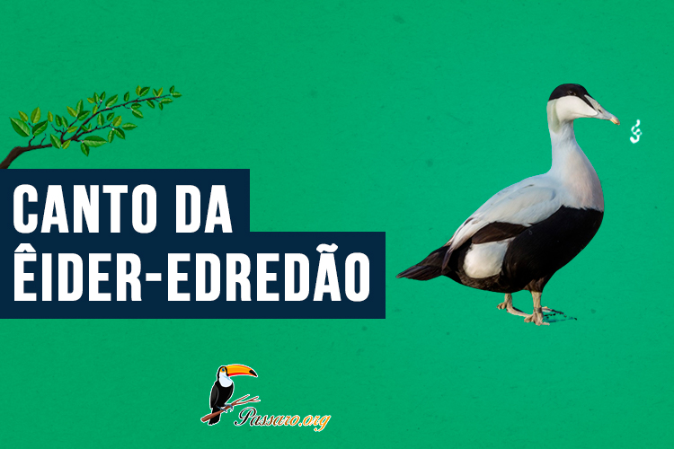 canto da eider-edredao