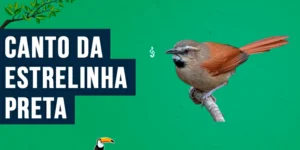 canto da estrelinha-preta