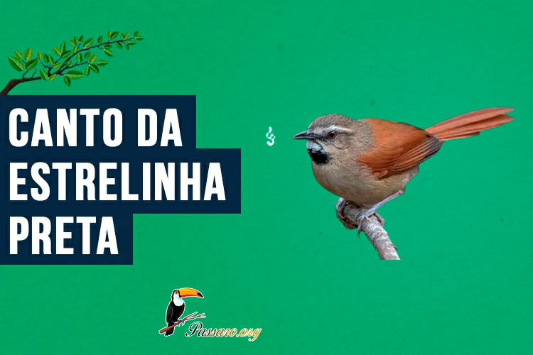 canto da estrelinha-preta