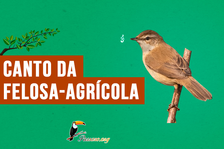 canto da felosa-agricola