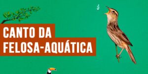 canto da felosa-aquatica