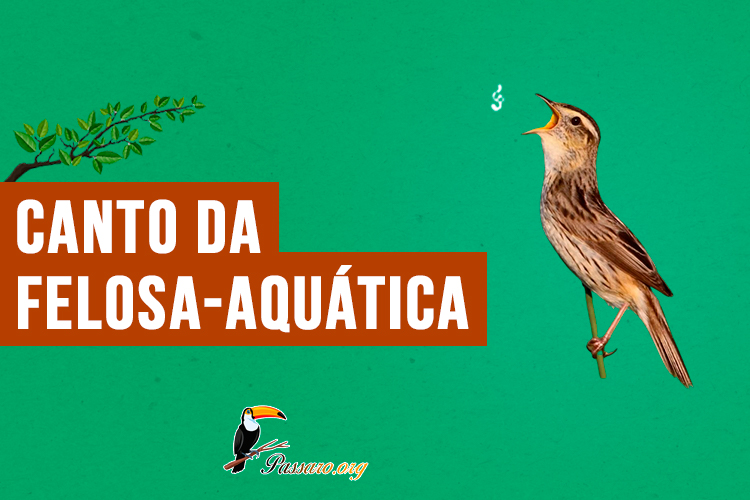 canto da felosa-aquatica