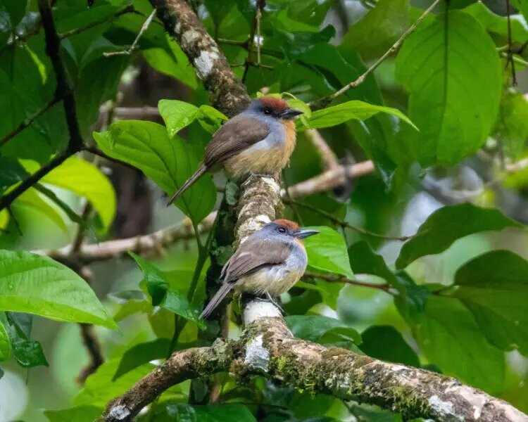 canto da freirinha-de-coroa-castanha