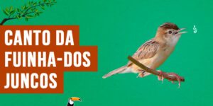 canto da fuinha-dos-juncos