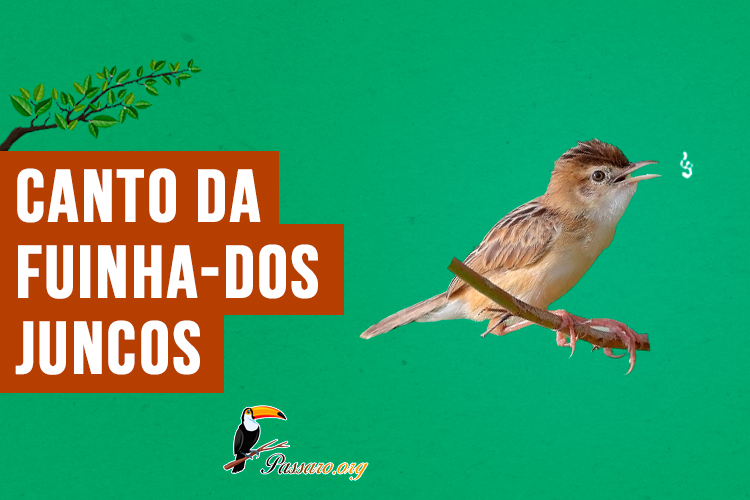 canto da fuinha-dos-juncos