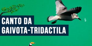 canto da gaivota-tridactila