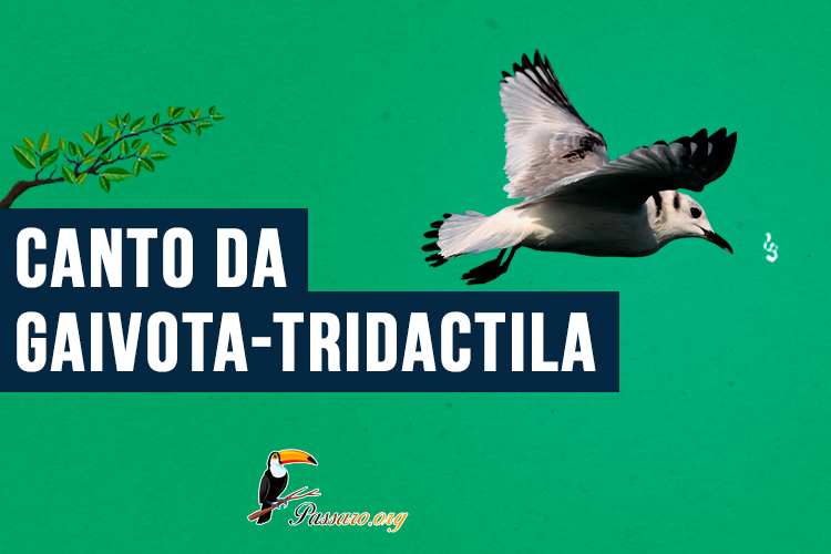 canto da gaivota-tridactila