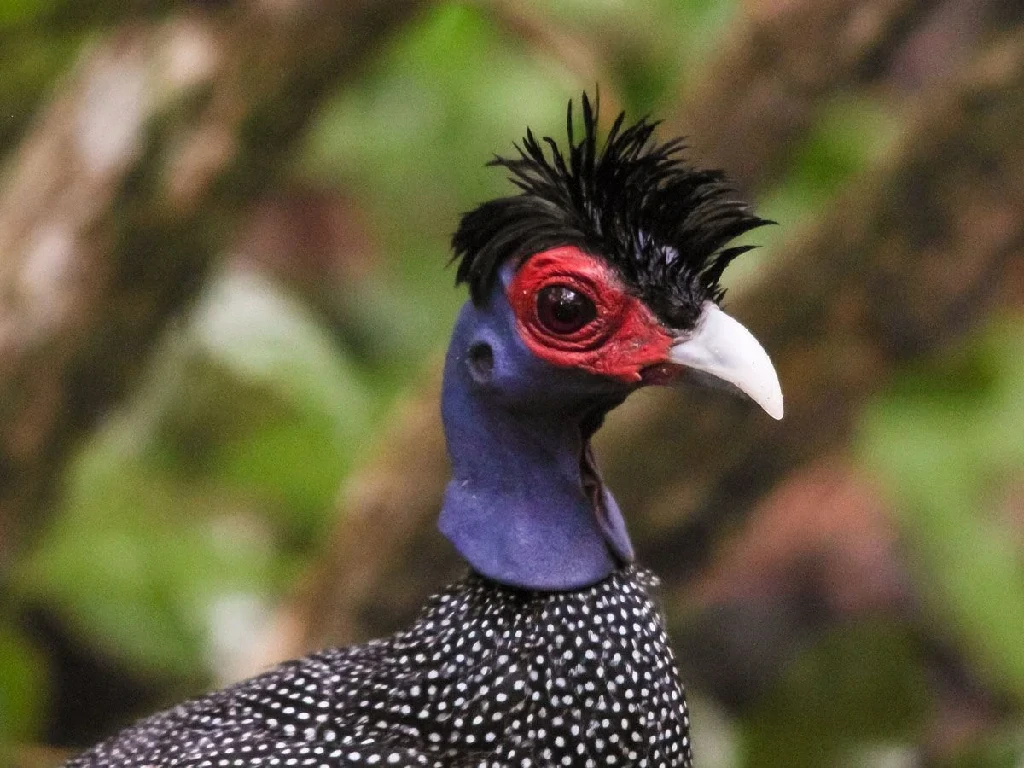 canto da galinha da angola fraca-cristata