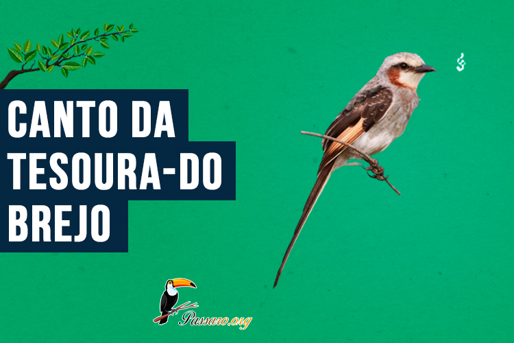 canto da tesoura-do-brejo