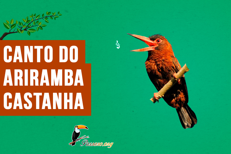 canto da ariramba-castanha