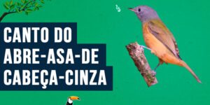 canto do abre-asa-de-cabeca-cinza