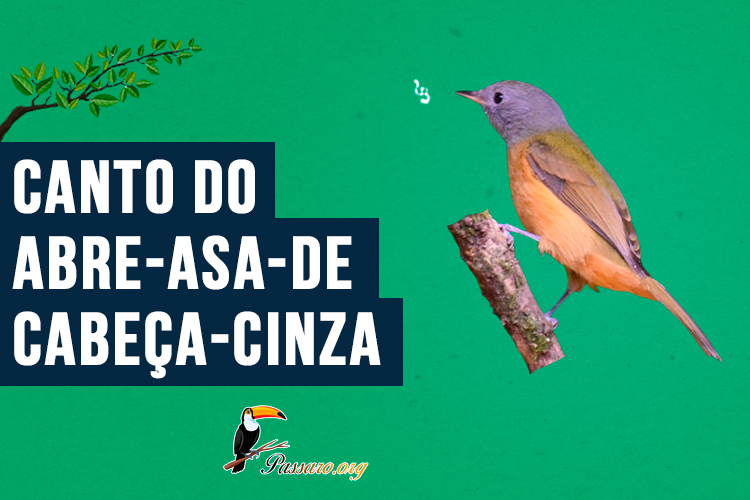 canto do abre-asa-de-cabeca-cinza