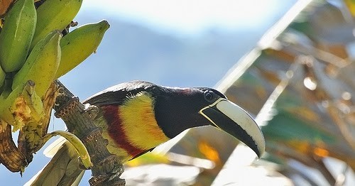 canto do aracari-de-bico-branco