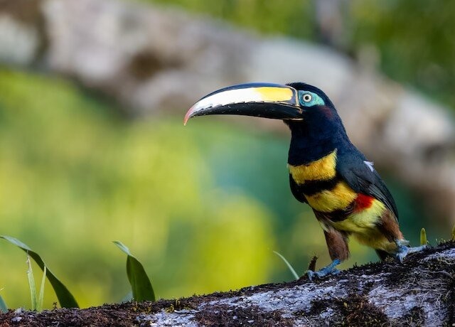 canto do aracari-de-cinta-dupla