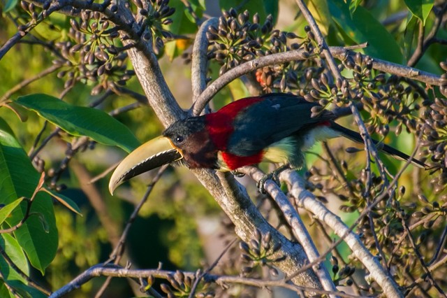 canto do aracari-de-pescoco-vermelho