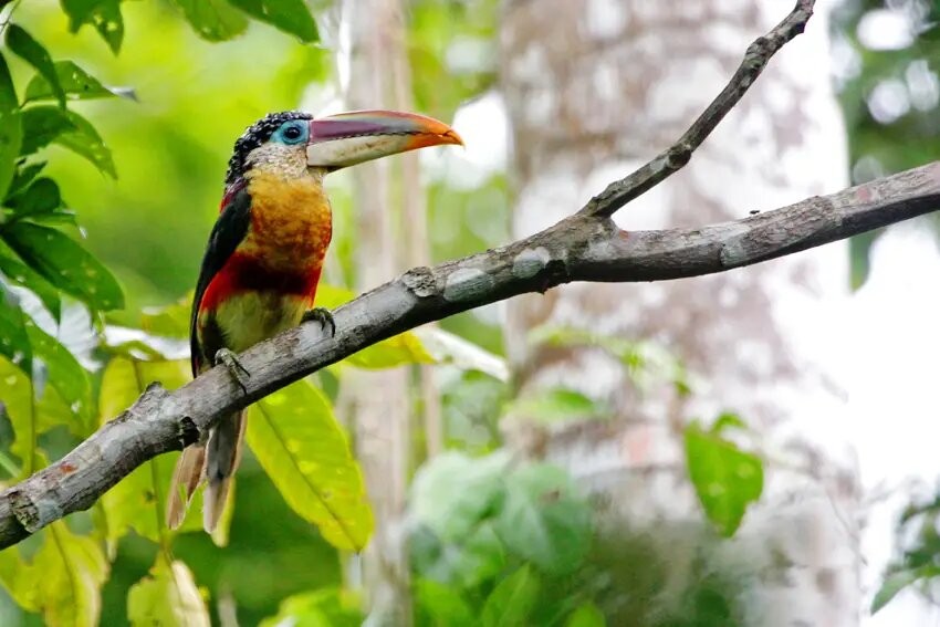 canto do aracari-mulato