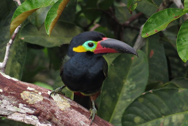 canto do aracari-negro