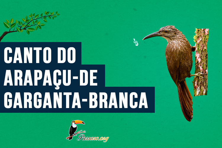 canto do arapacu-de-garganta-branca