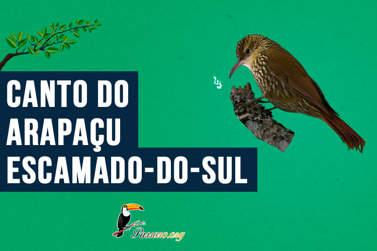 canto do arapacu-escamado-do-sul