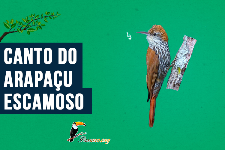 canto do arapacu-escamoso