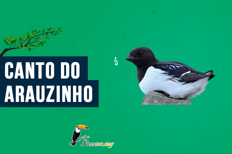 canto do arauzinho