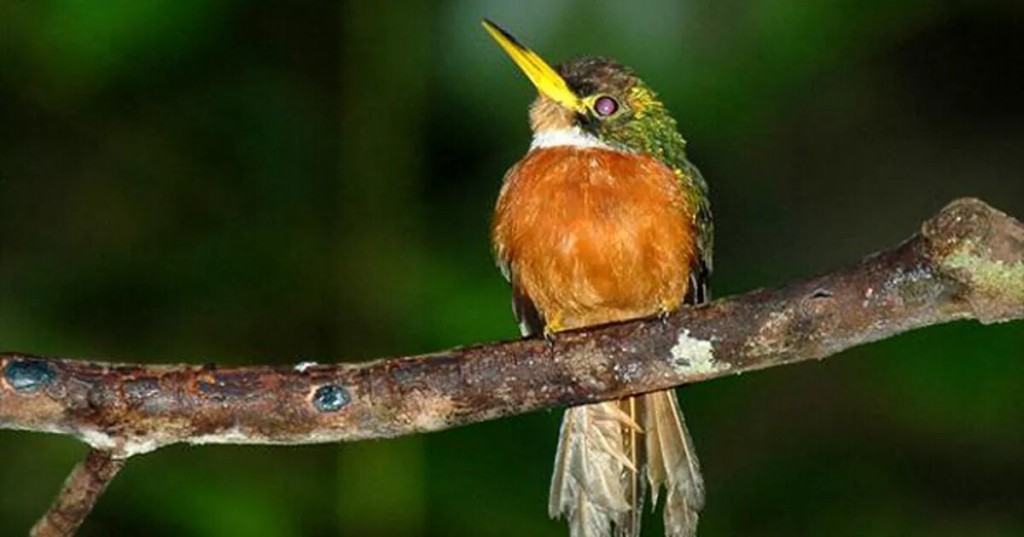 canto do ariramba-de-bico-amarelo