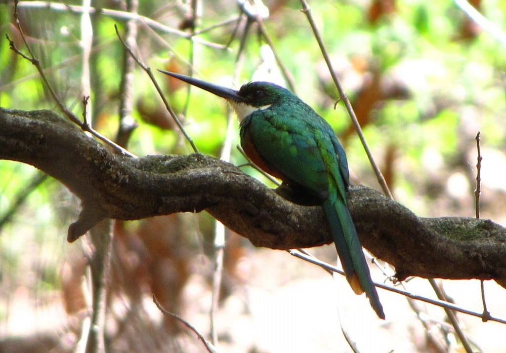 canto do ariramba-de-cauda-ruiva