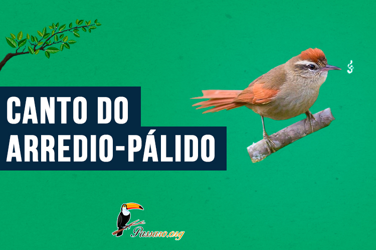 canto do arredio-palido