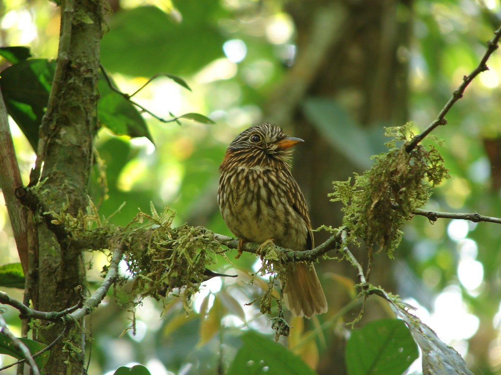 canto do barbudo-de-coleira