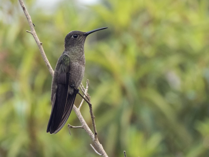 canto do beija-flor-cinza