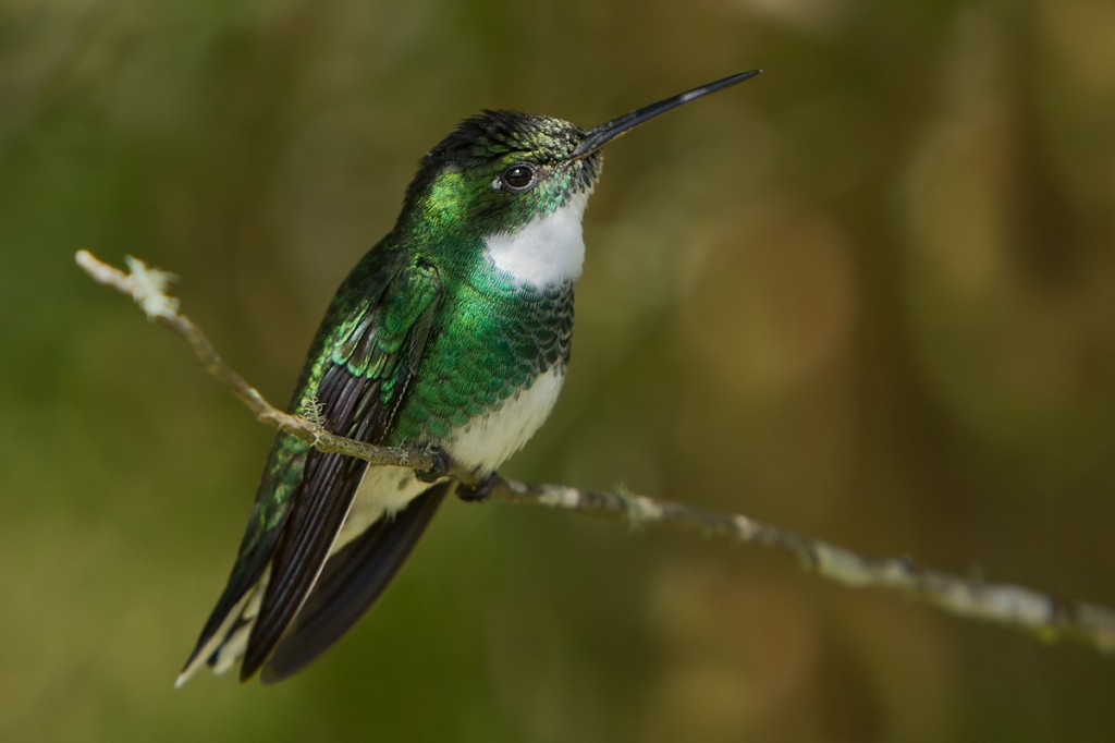 canto do beija-flor-de-papo-branco