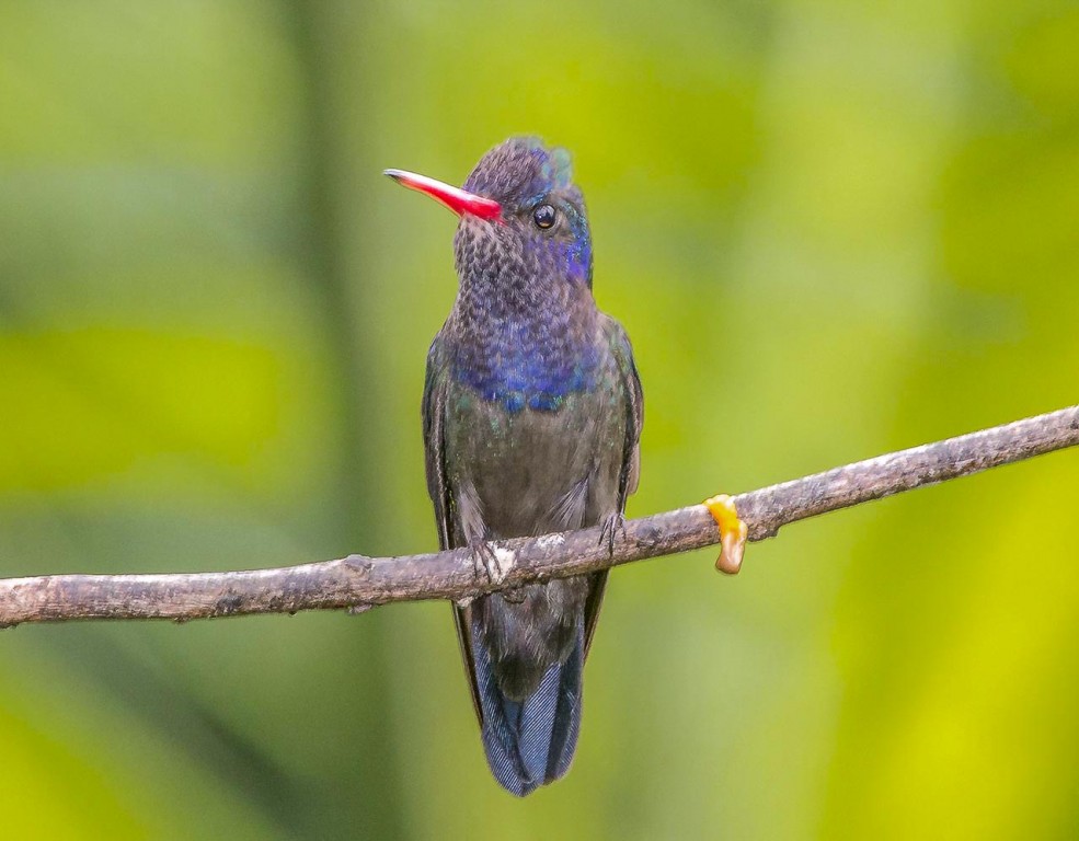 canto do beija-flor-roxo