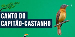 canto do capitao-castanho