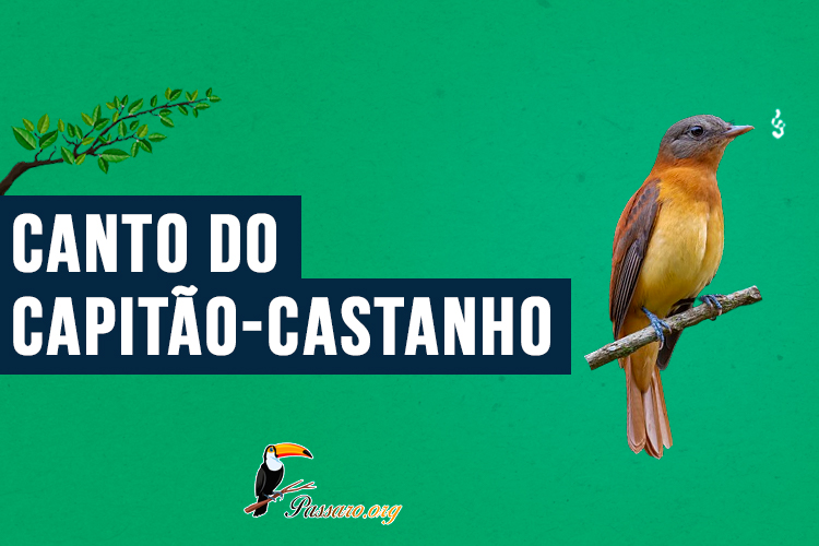 canto do capitao-castanho