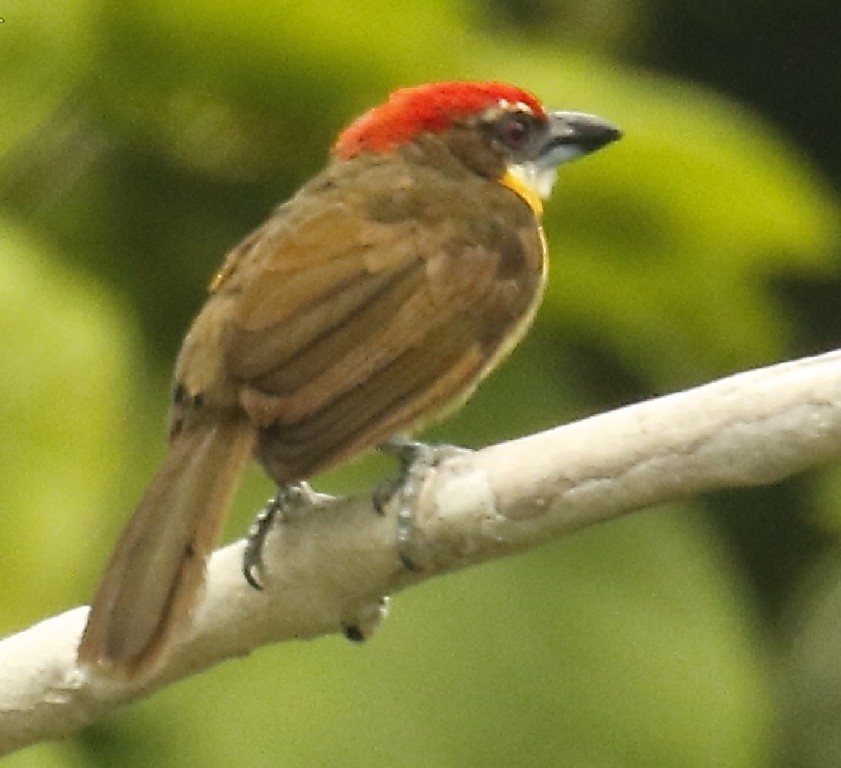 canto do capitao-de-coroa