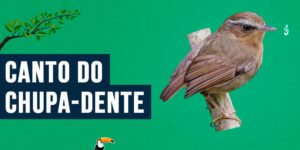 canto do chupa-dente