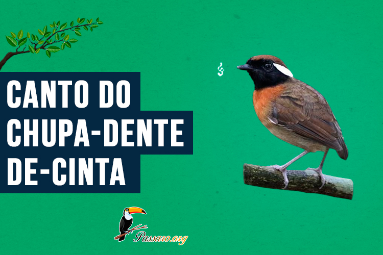 canto do chupa-dente-de-cinta